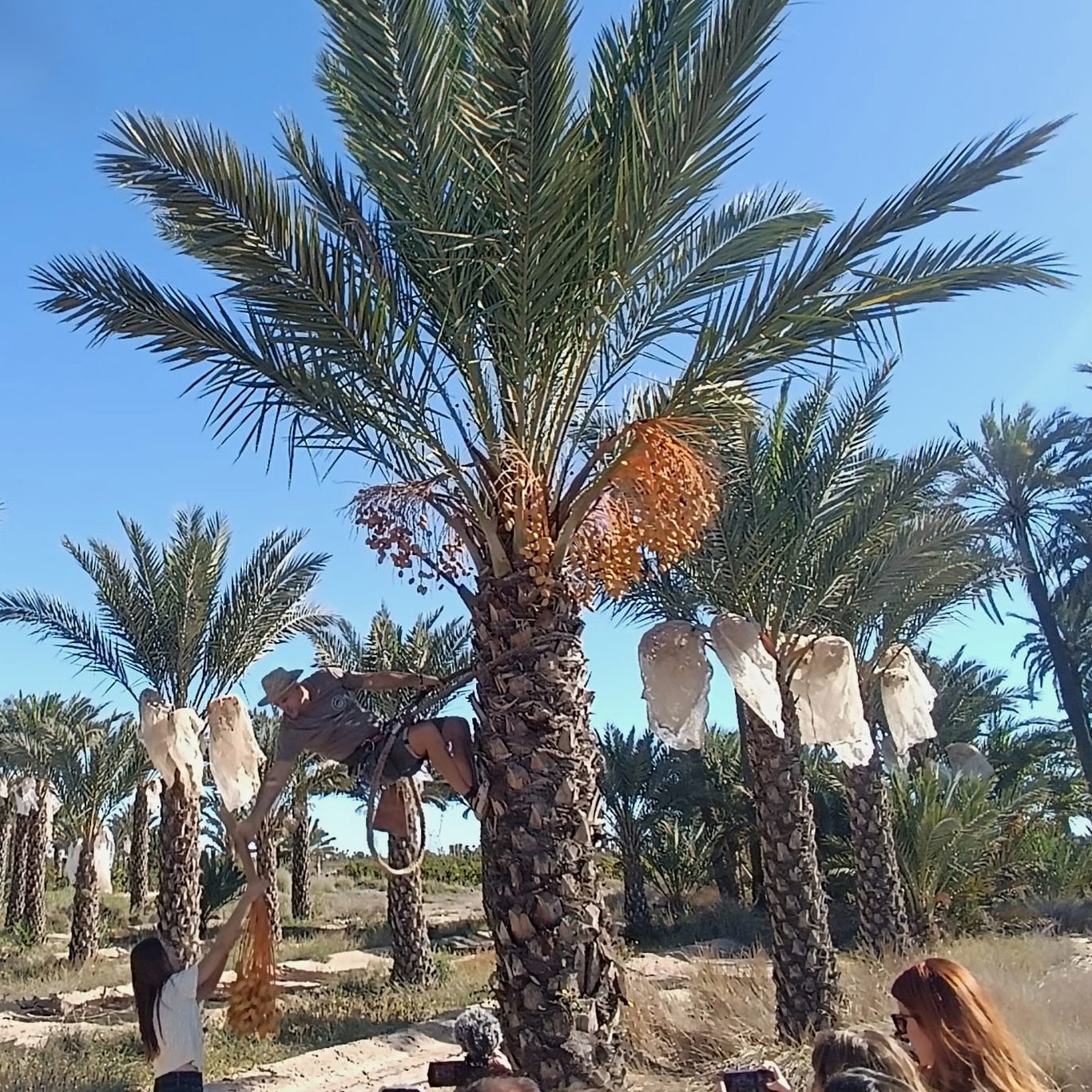 Date Orchards